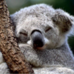 Аватар пользователя koala