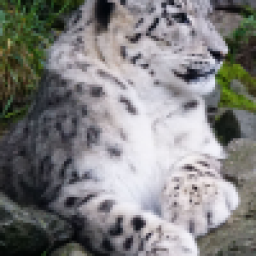 Аватар пользователя Snow_leopard