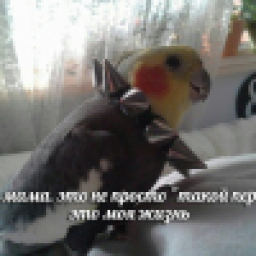 Аватар пользователя Dablaeb
