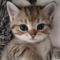 Аватар пользователя not_cq