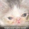 Аватар пользователя snusoedik2000