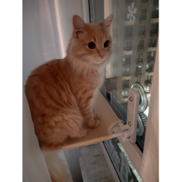 Аватар пользователя Farfallina