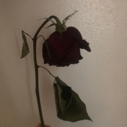 Аватар пользователя user_249746