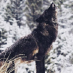 Аватар пользователя Elegant_Wolf