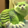 Аватар пользователя Green_Kisa
